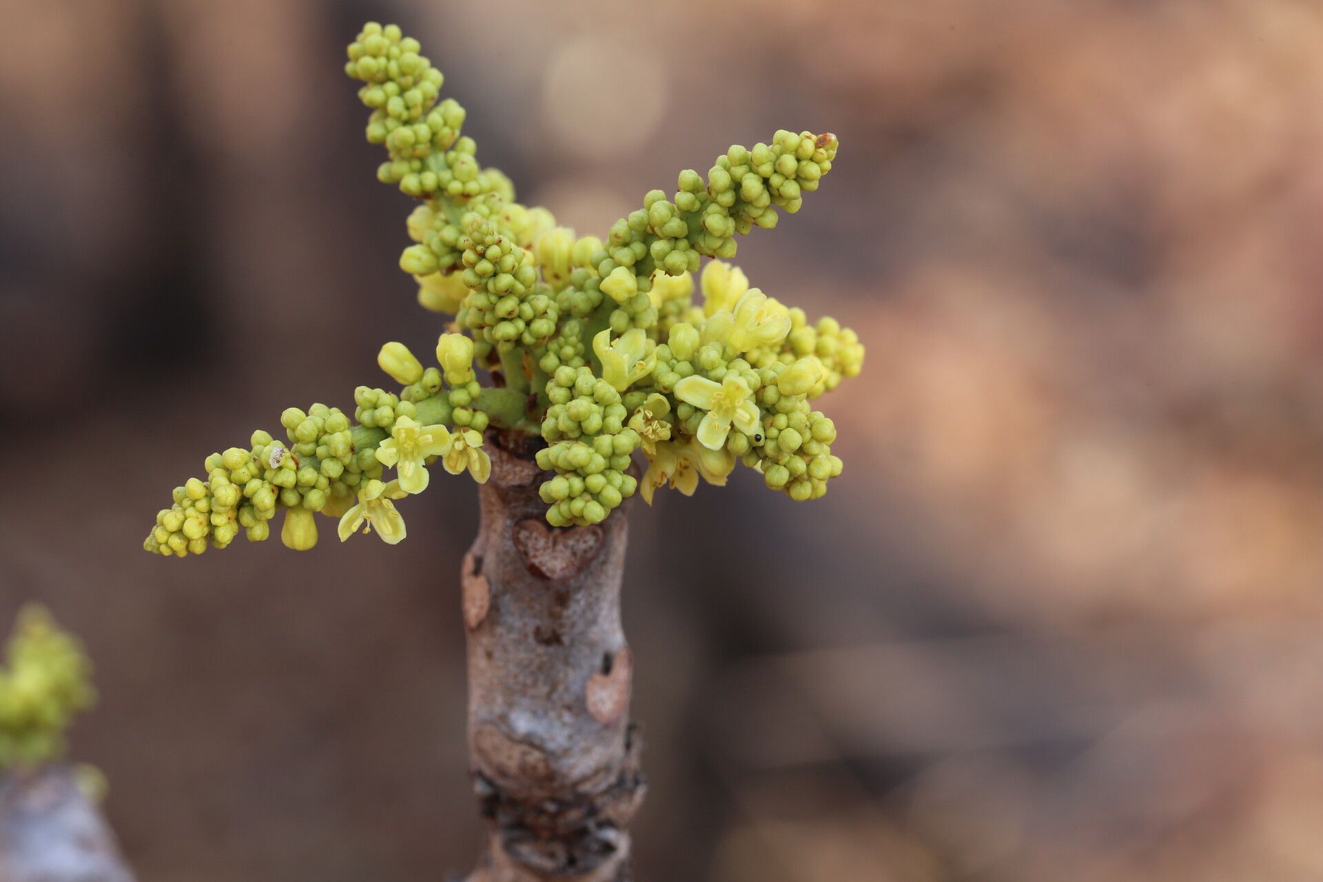 Lannea asymmetrica flower