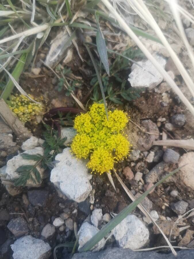 Oreoxis alpina — houseplant care guide