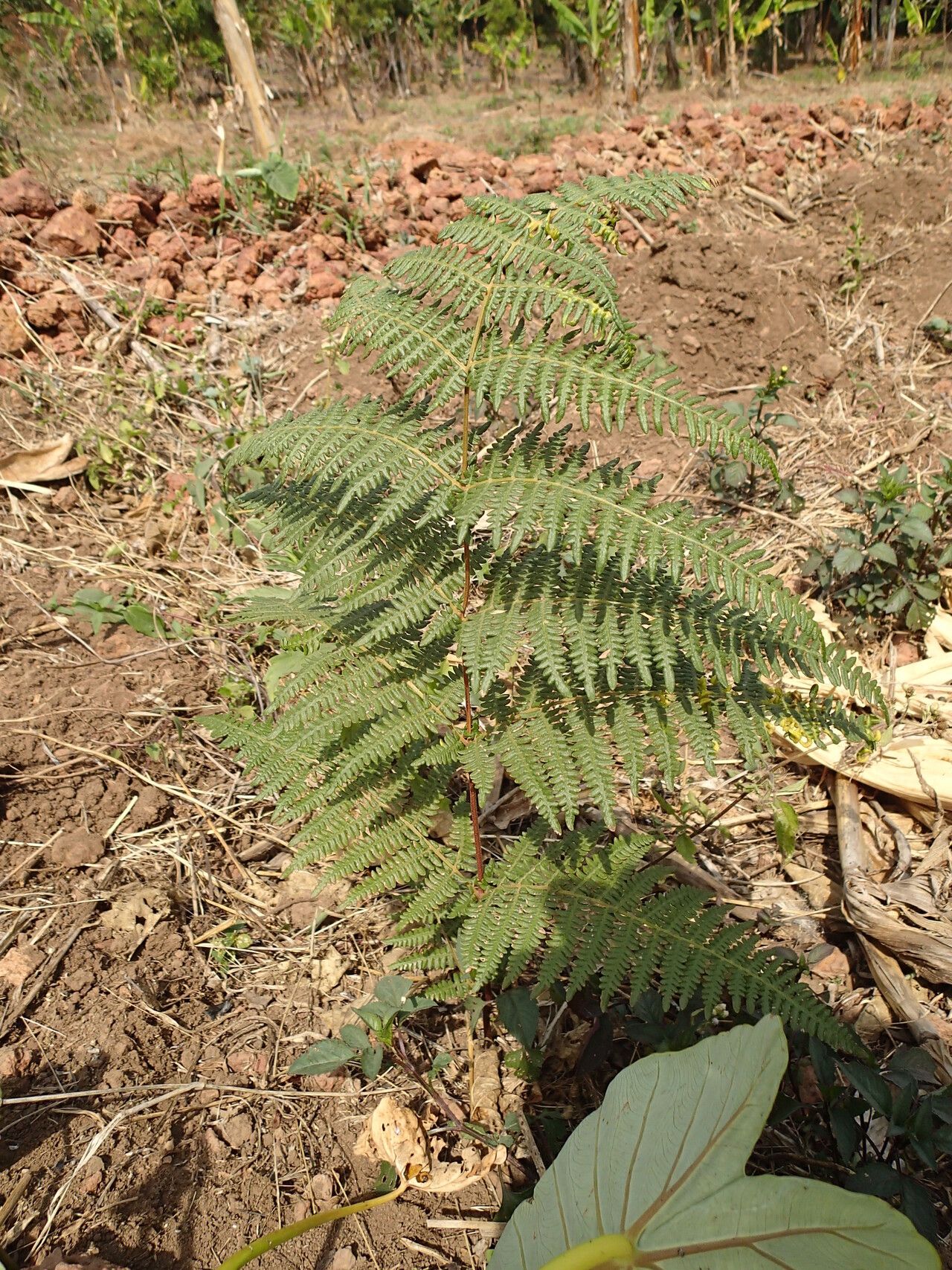 Pteridium capense leaf