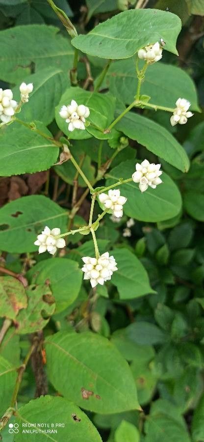Clibadium surinamense flower