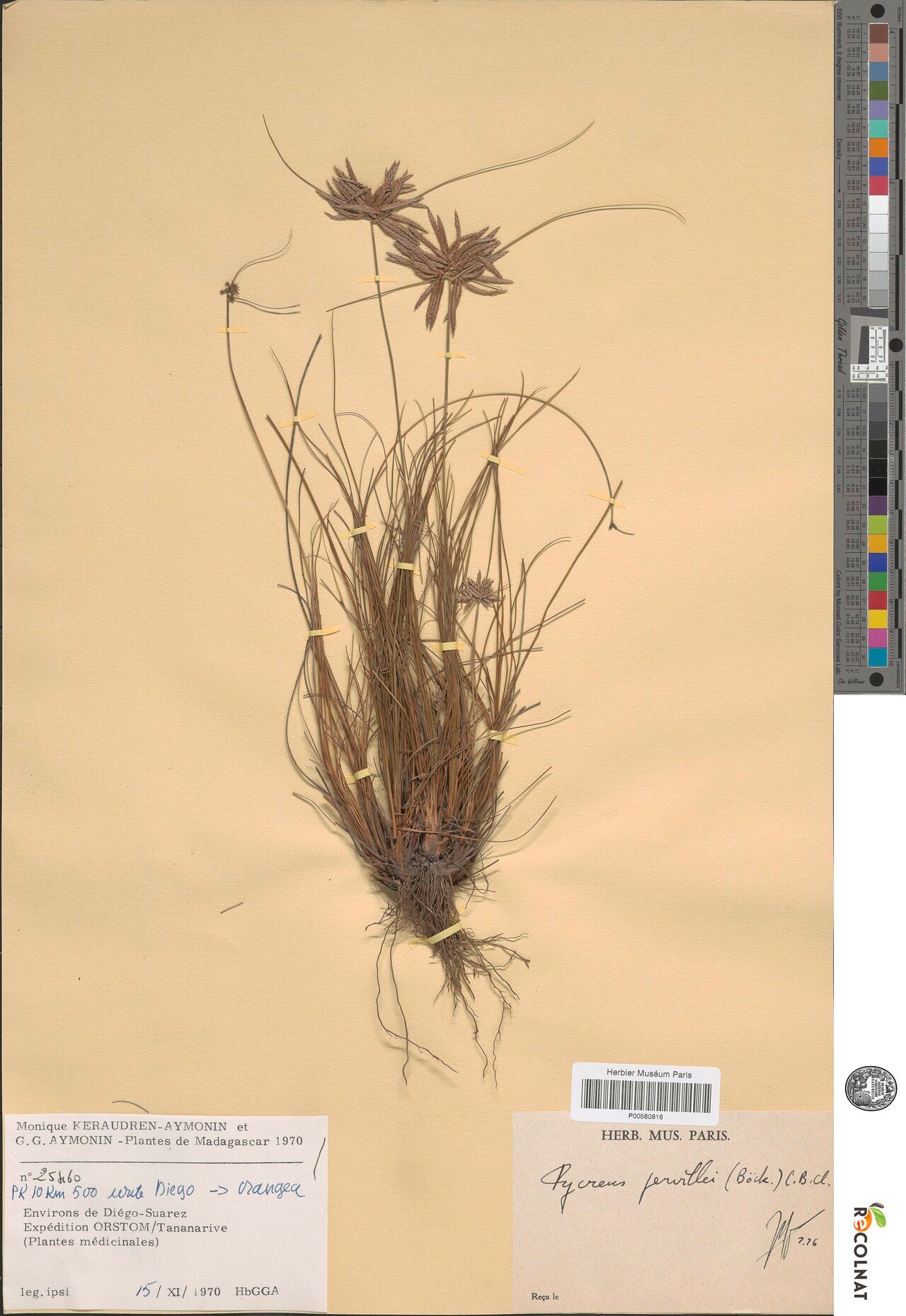 Cyperus pervillei — houseplant care guide