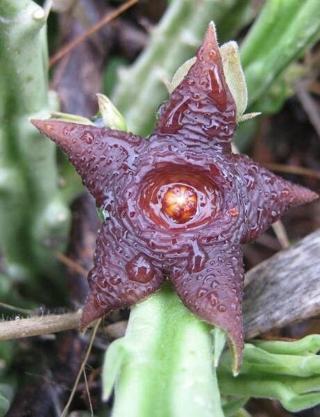 Stapelia similis flower