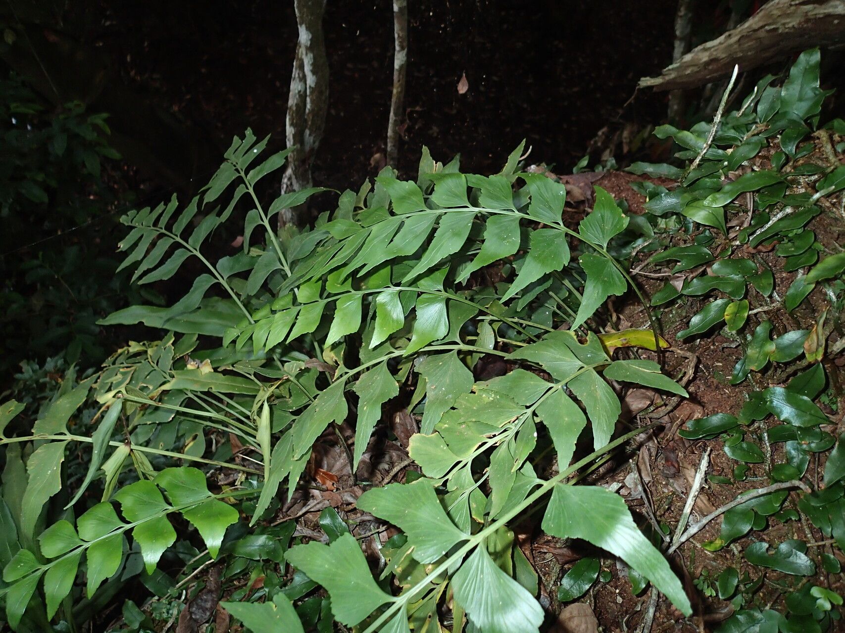 Asplenium hemitomum leaf