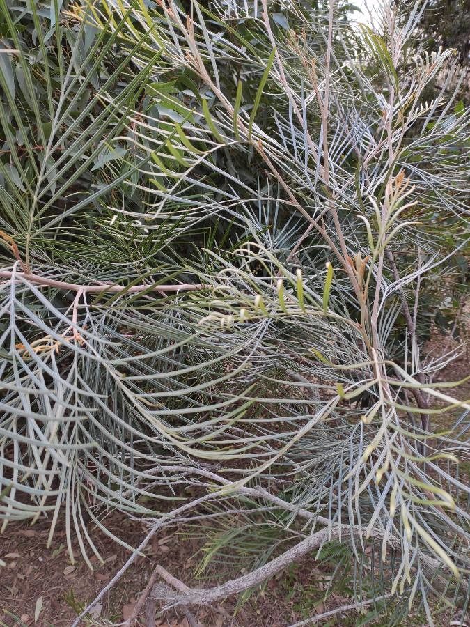 Grevillea leucopteris habit