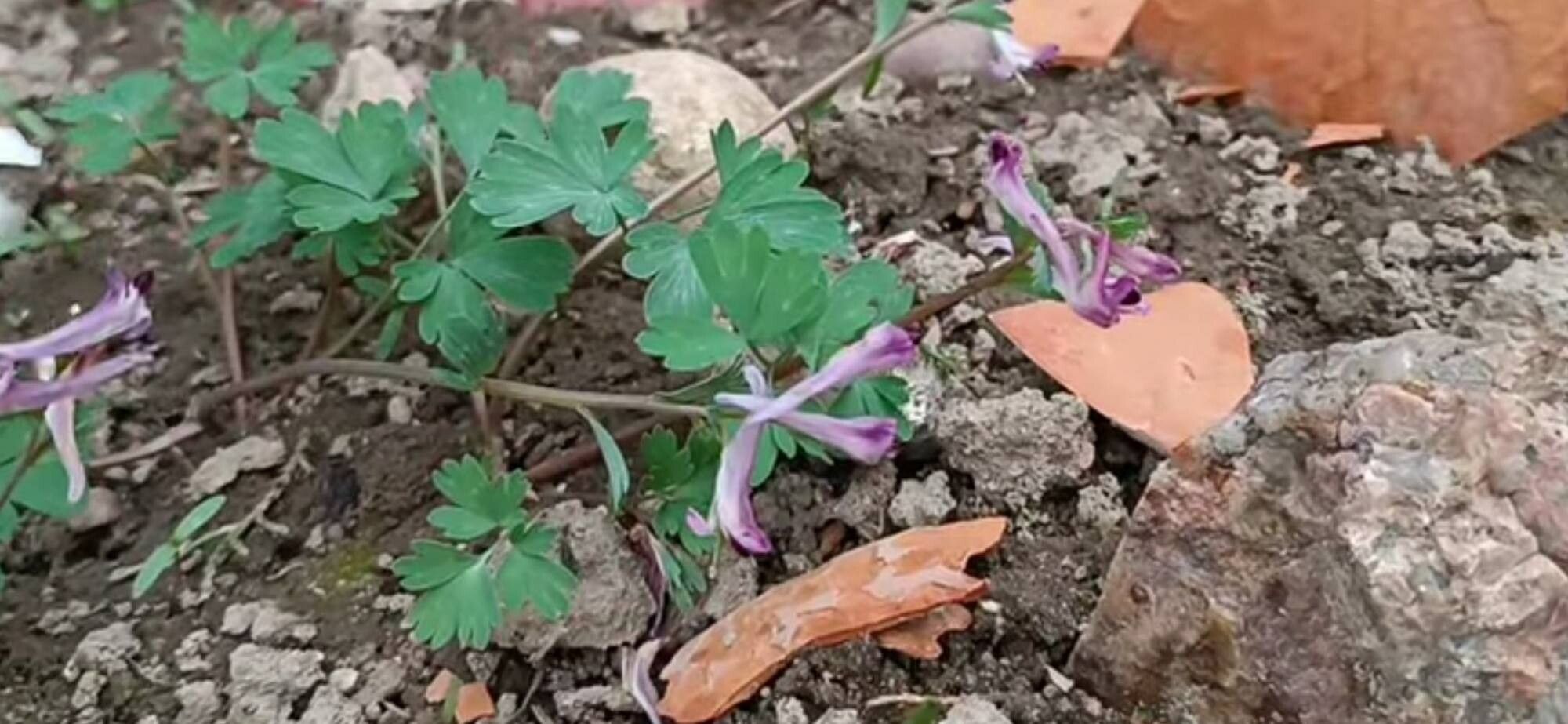 Corydalis paczoskii — houseplant care guide