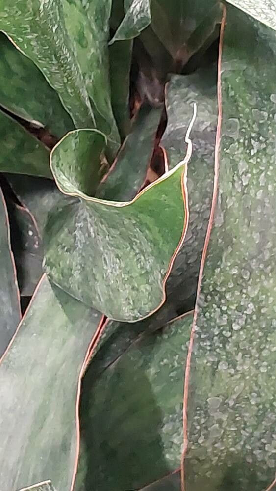 Sansevieria concinna leaf
