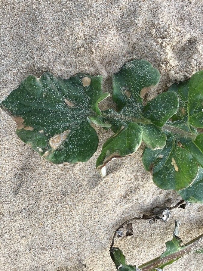 Arctotheca calendula leaf