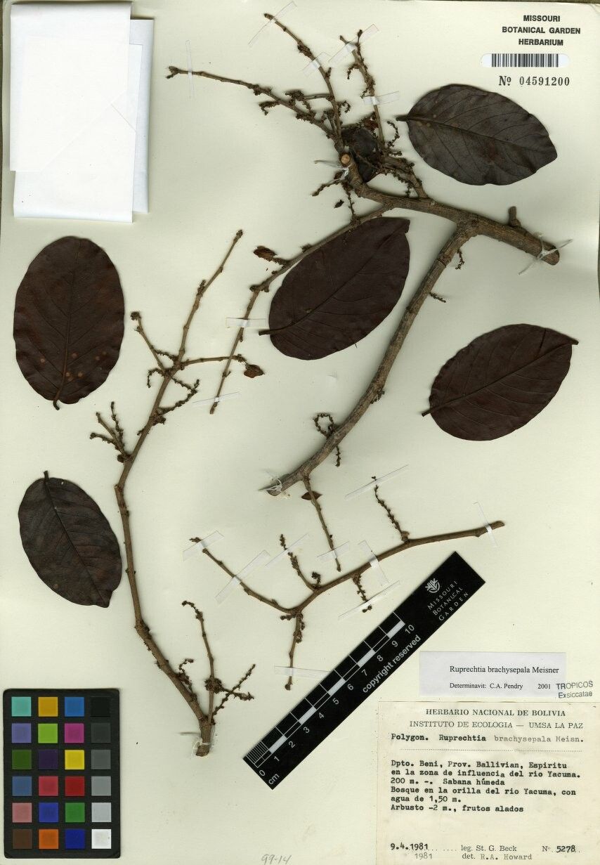 Ruprechtia brachysepala other