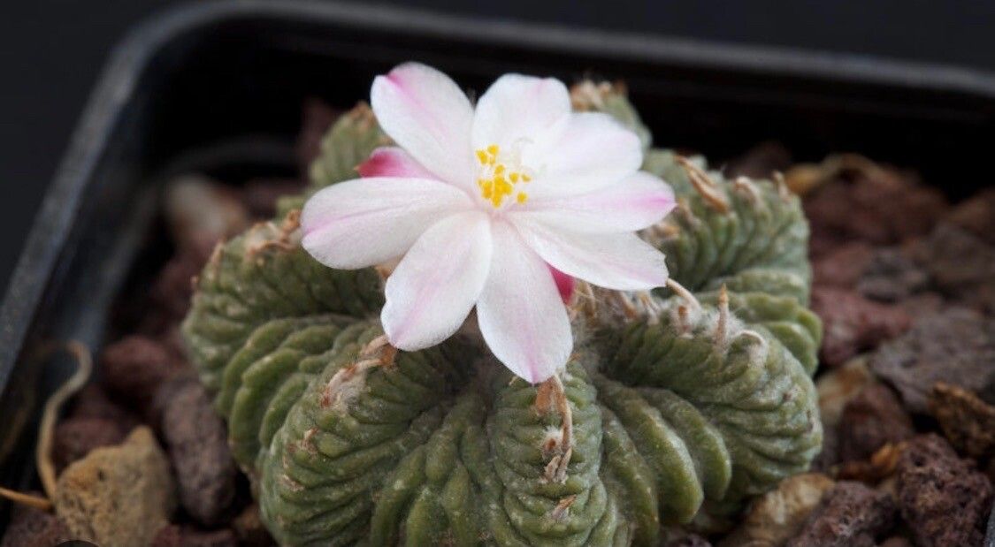 Aztekium ritteri — related species from the same genus