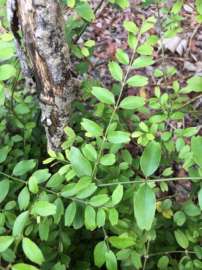 Jasminum noumeense — search result for 'Jasminum'