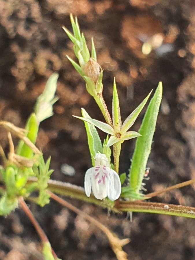 Justicia matammensis flower