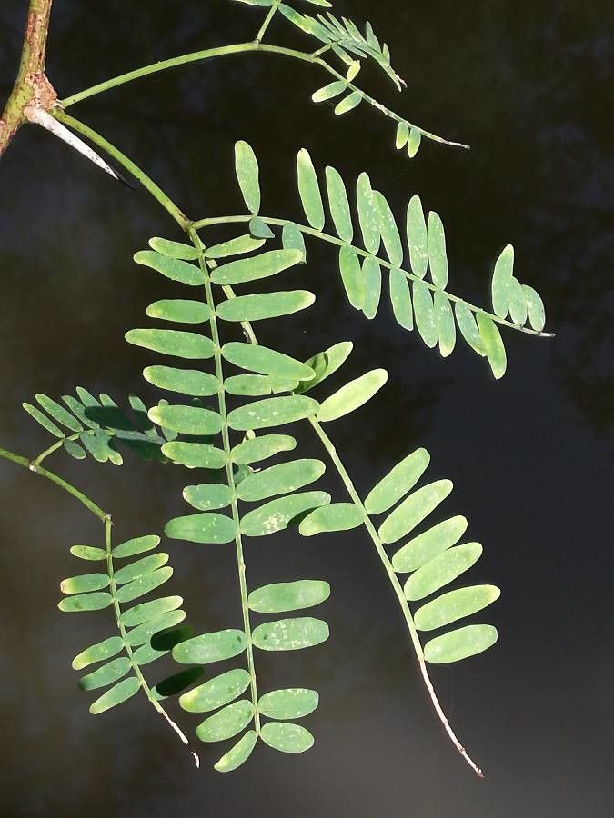 Prosopis juliflora leaf