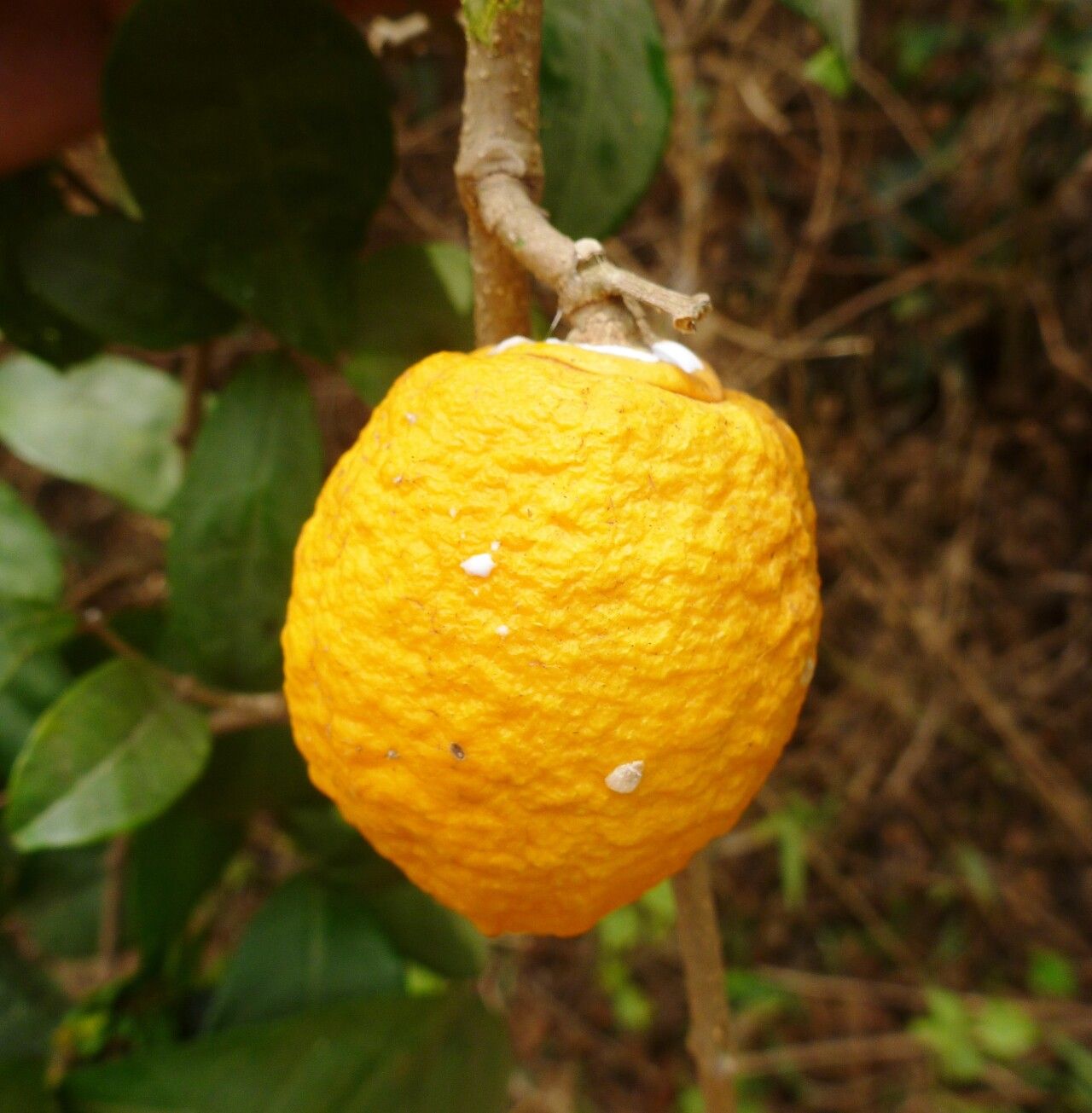 Landolphia dulcis fruit