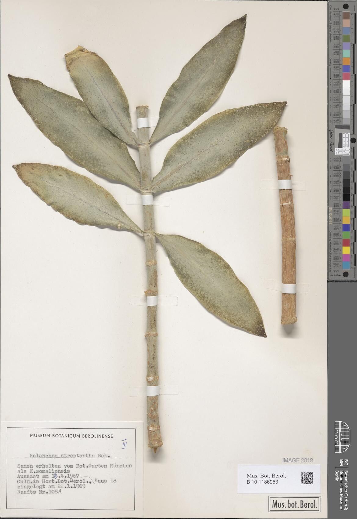 Kalanchoe streptantha — houseplant care guide