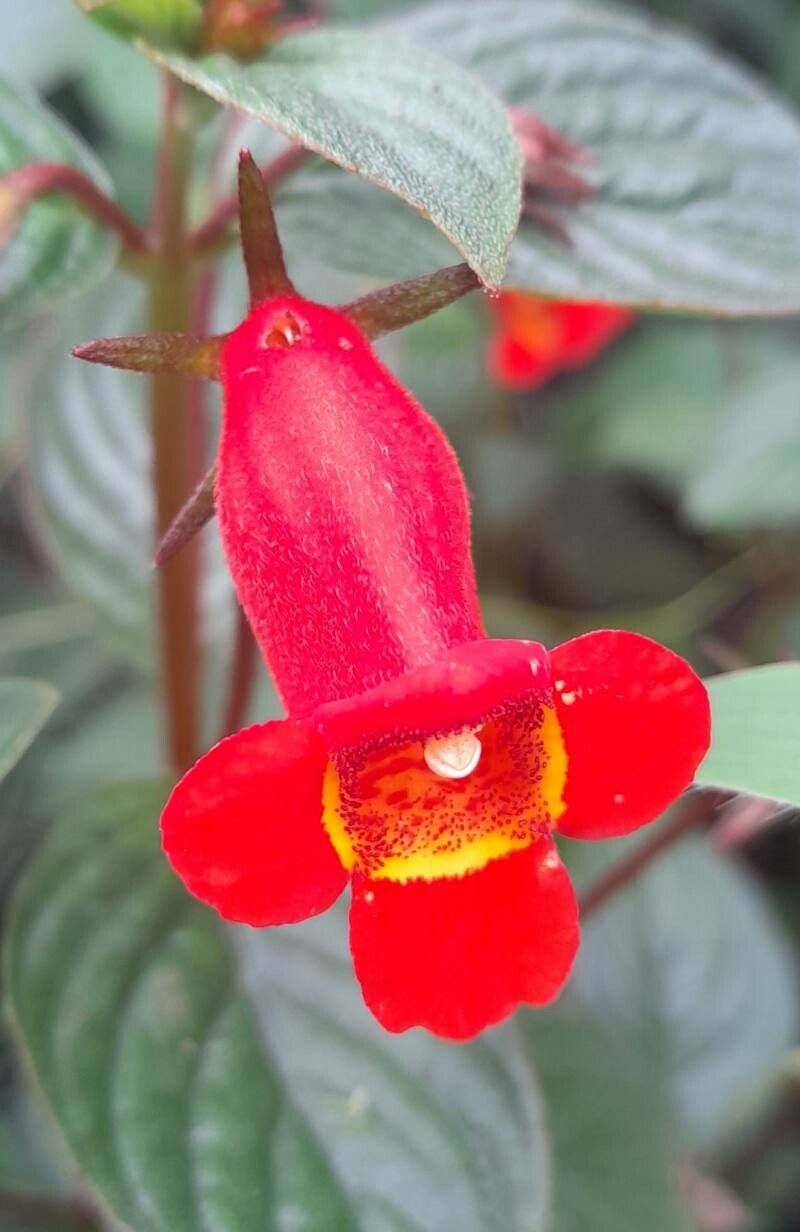 Seemannia nematanthodes flower