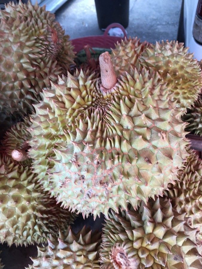 Durio zibethinus fruit