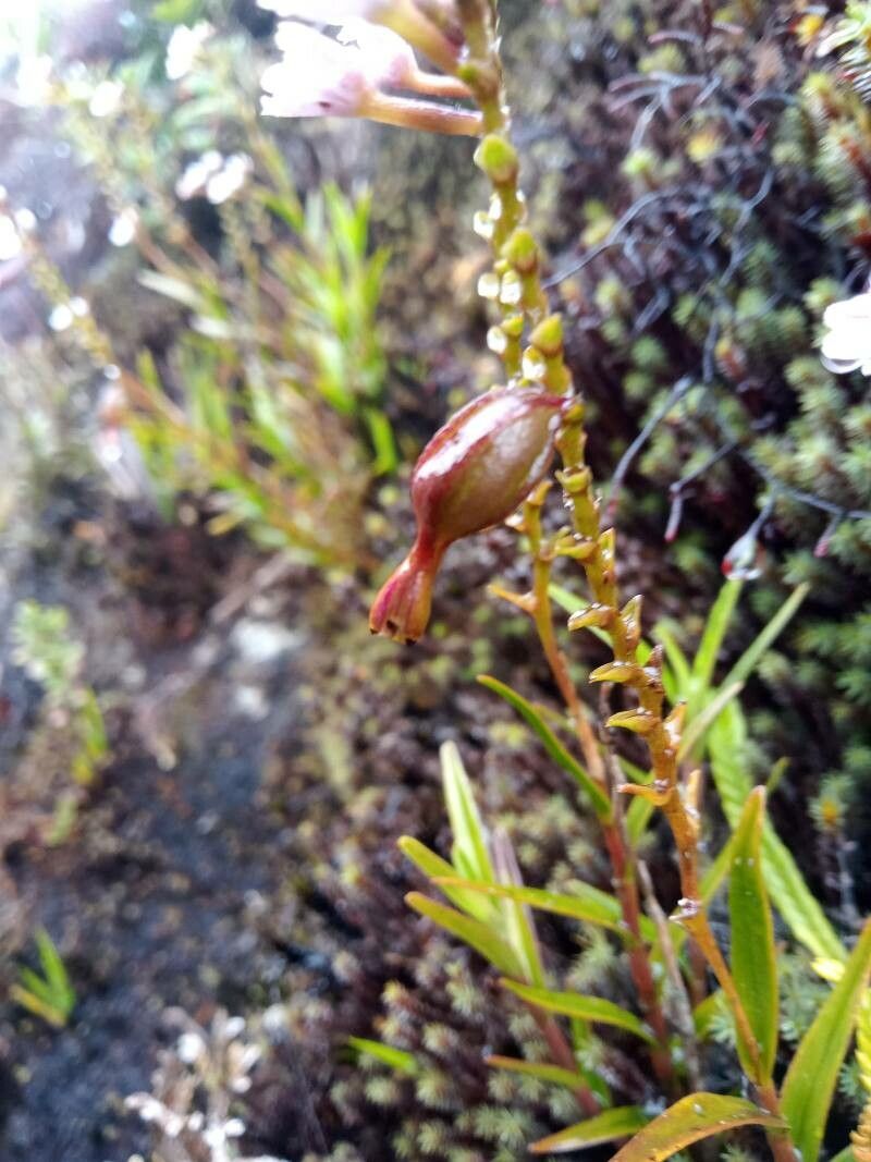 Epidendrum fimbriatum fruit