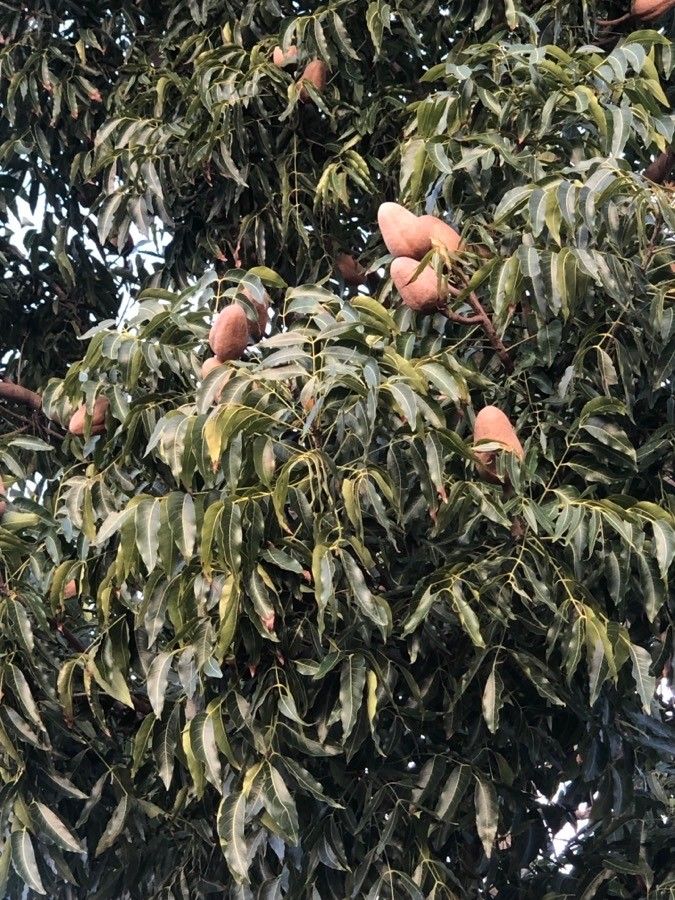 Swietenia macrophylla fruit