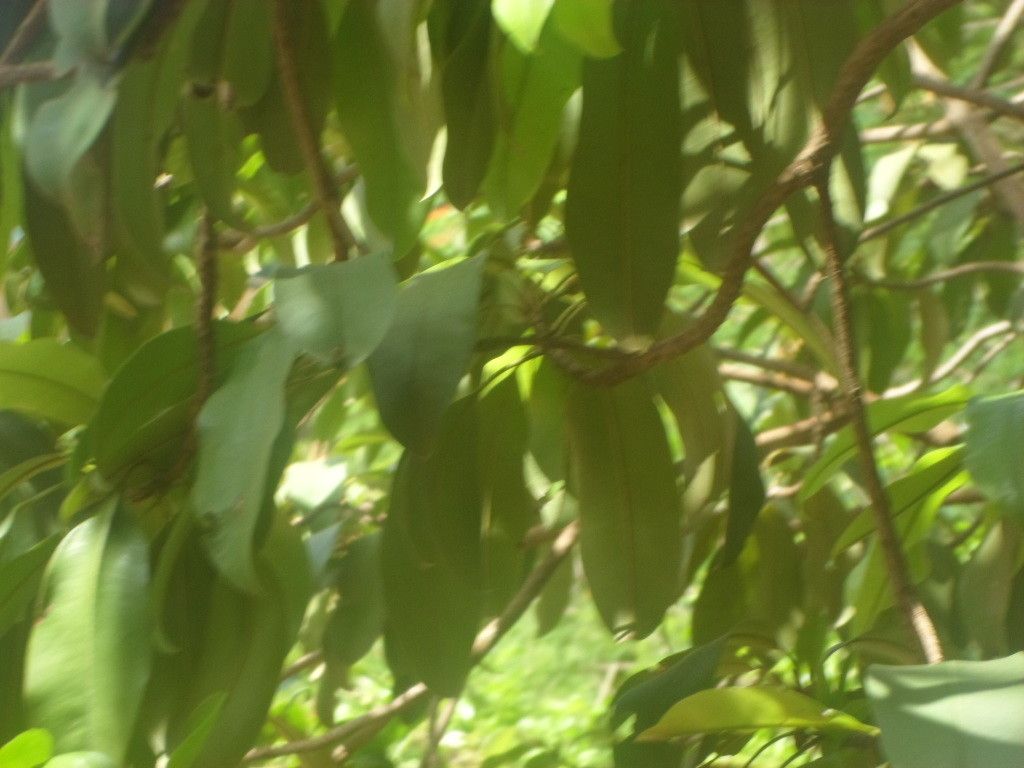 Manilkara zapota flower