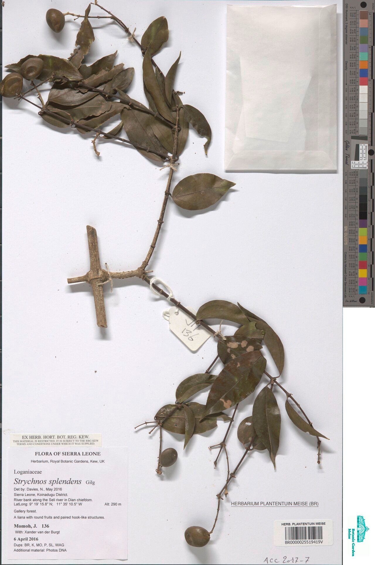 Strychnos splendens — houseplant care guide