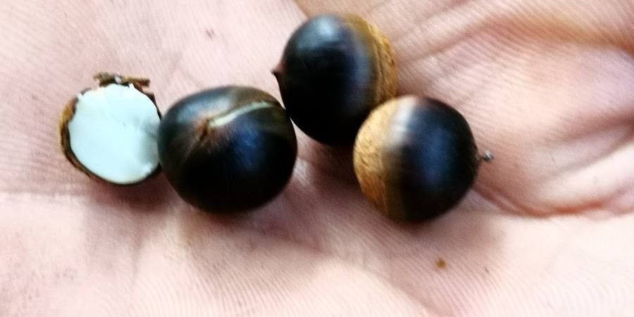 Castanea seguinii fruit