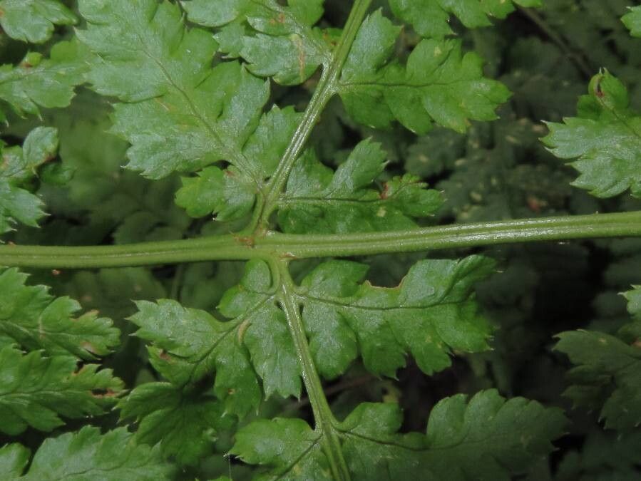 Dryopteris dilatata flower