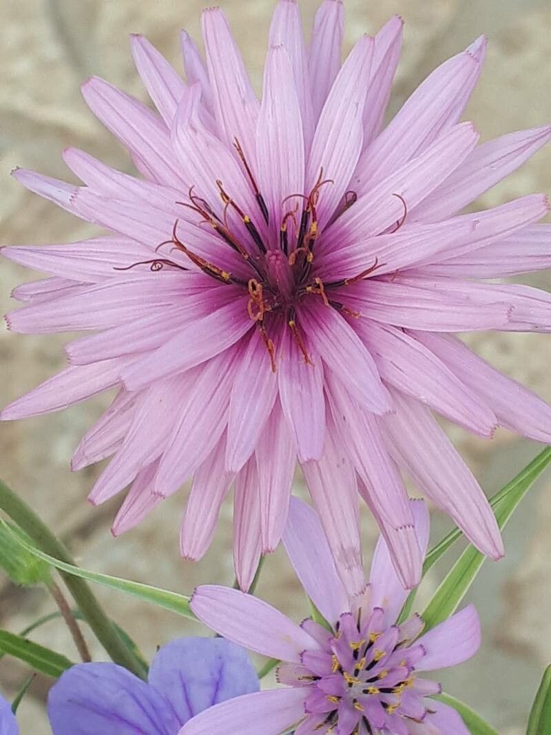 Scorzonera undulata flower