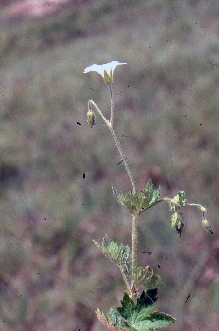Geranium ornithopodon — houseplant care guide