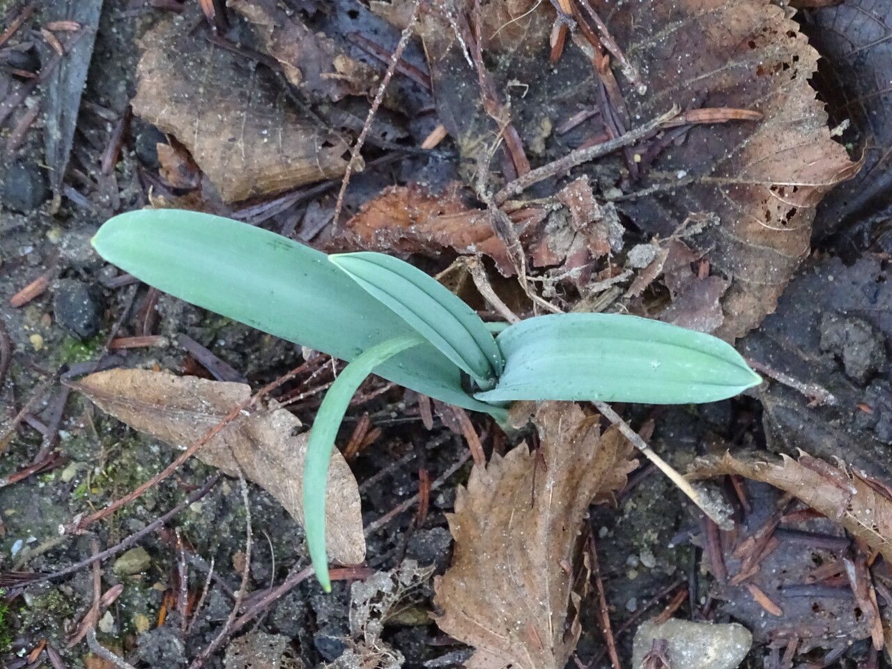 Galanthus elwesii leaf