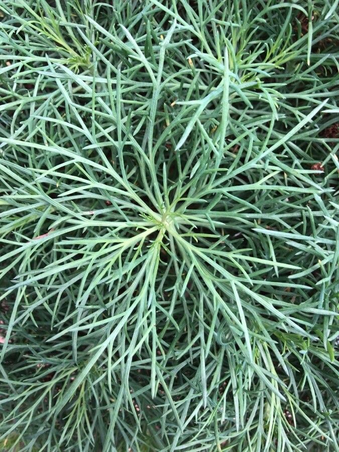 Argyranthemum foeniculaceum — search result for 'Argyranthemum'