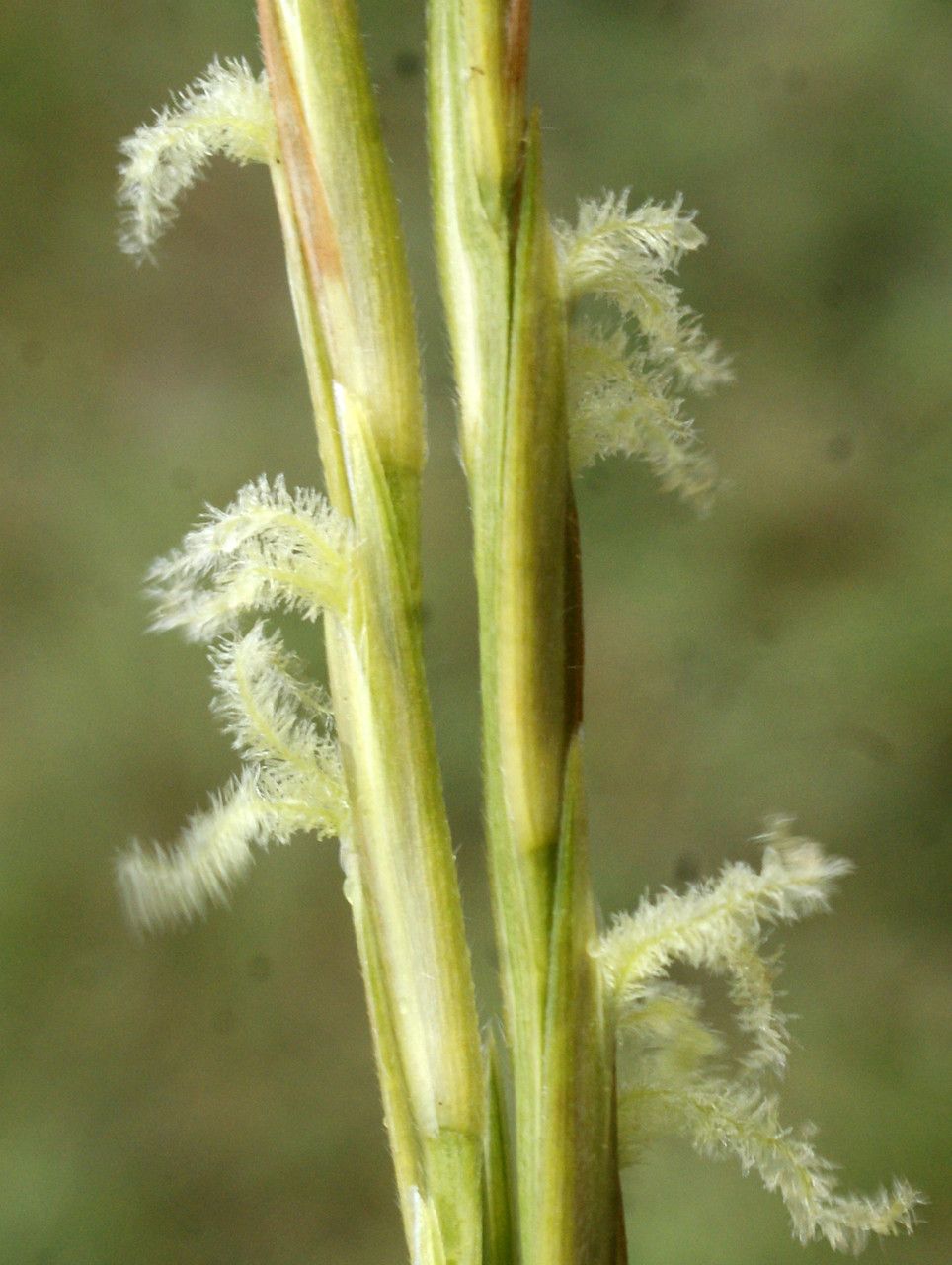 Spartina x townsendii flower