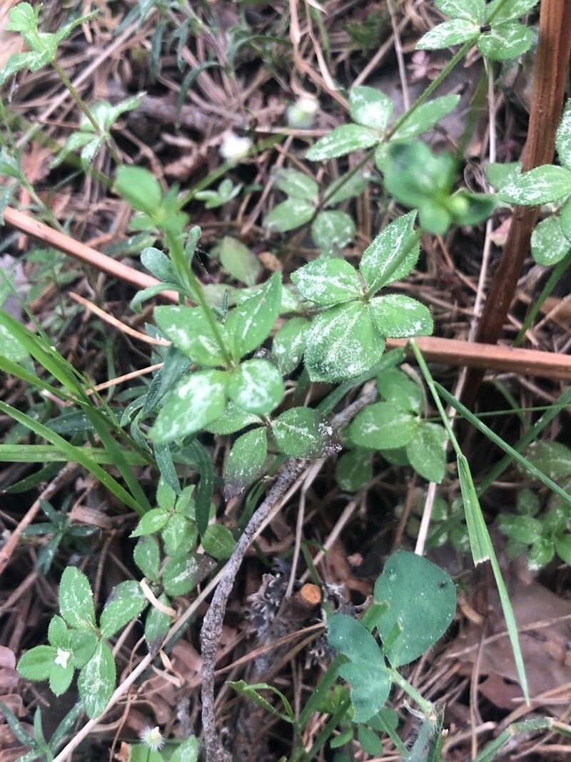 Galium rotundifolium — search result for 'Rubiaceae'