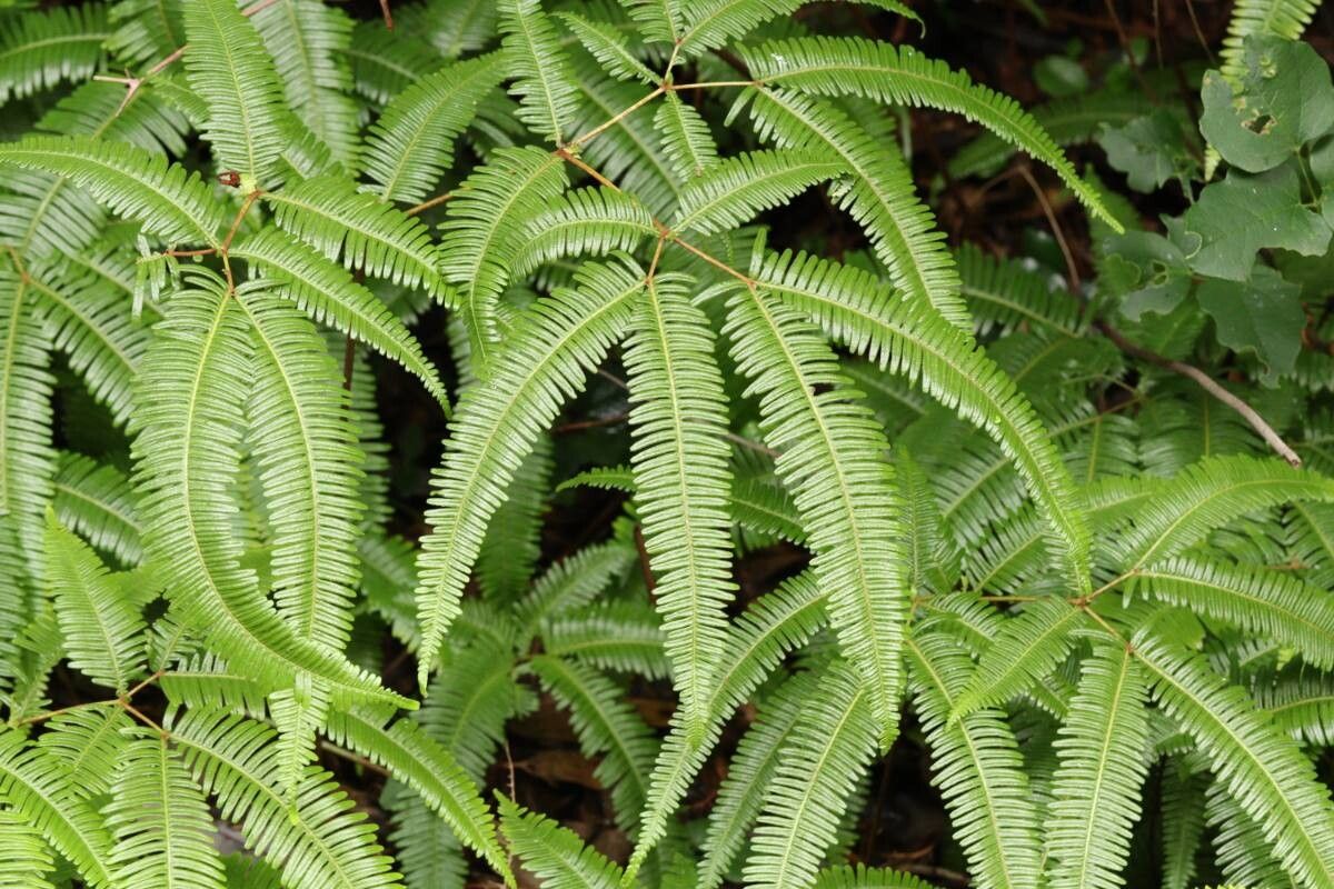 Dicranopteris pedata — houseplant care guide