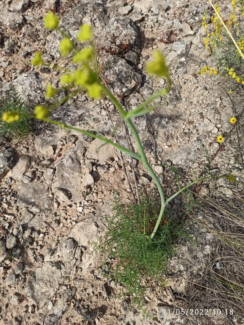 Thapsia asclepium flower