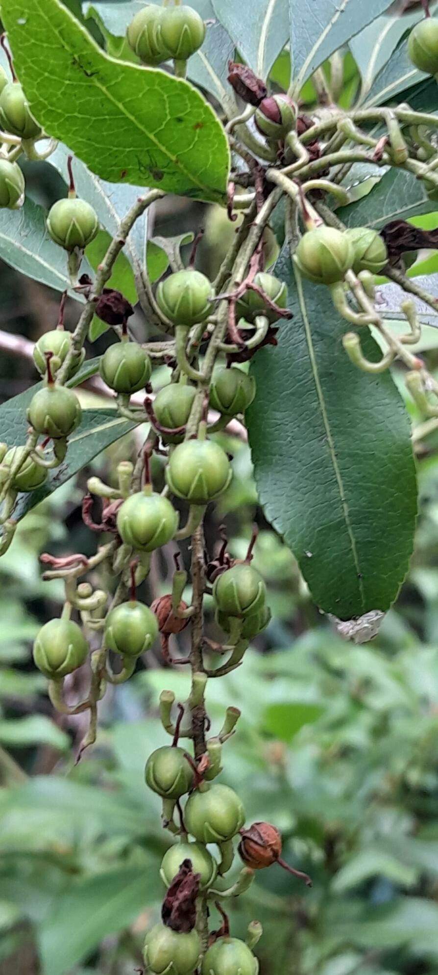 Pieris floribunda fruit