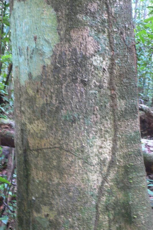 Ocotea argyrophylla bark
