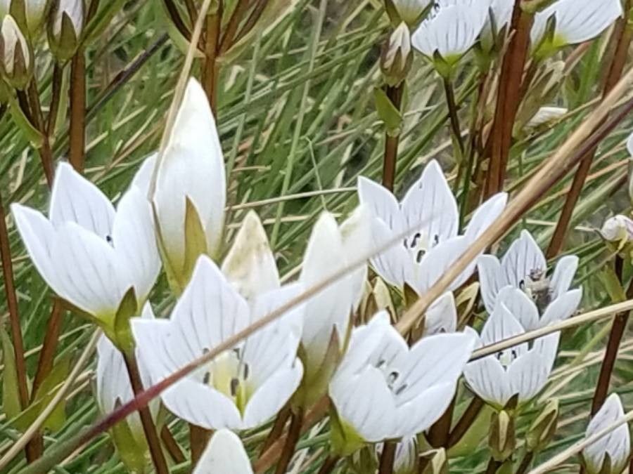 Gentianella diemensis flower