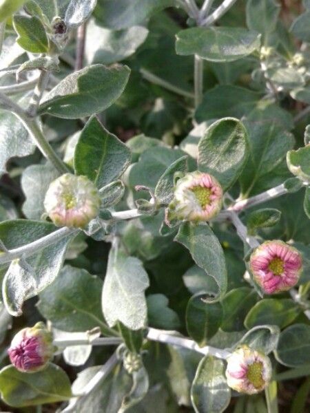 Eucrypta chrysanthemifolia flower