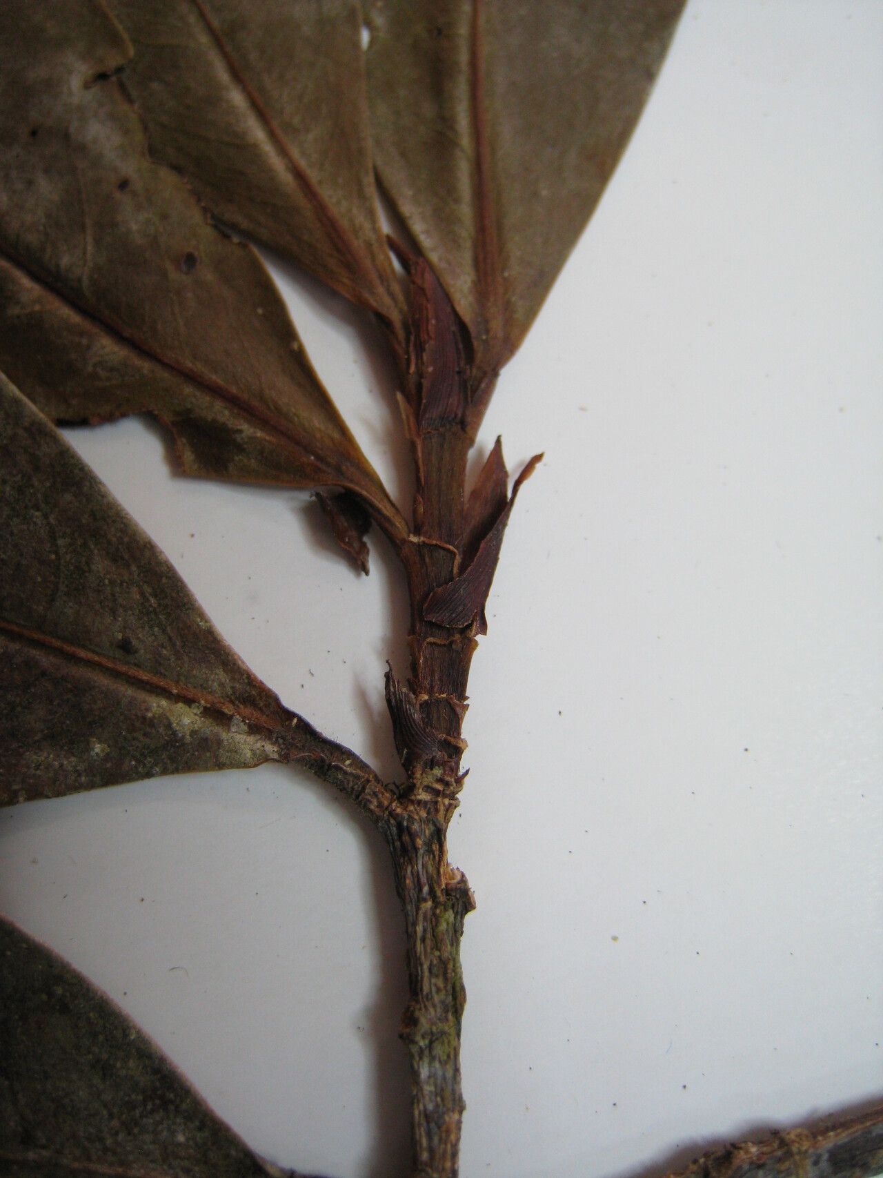 Erythroxylum amazonicum — related species from the same genus