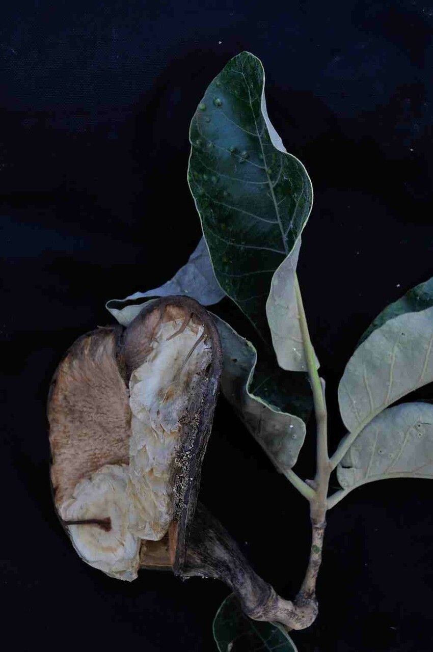 Aspidosperma macrocarpon leaf