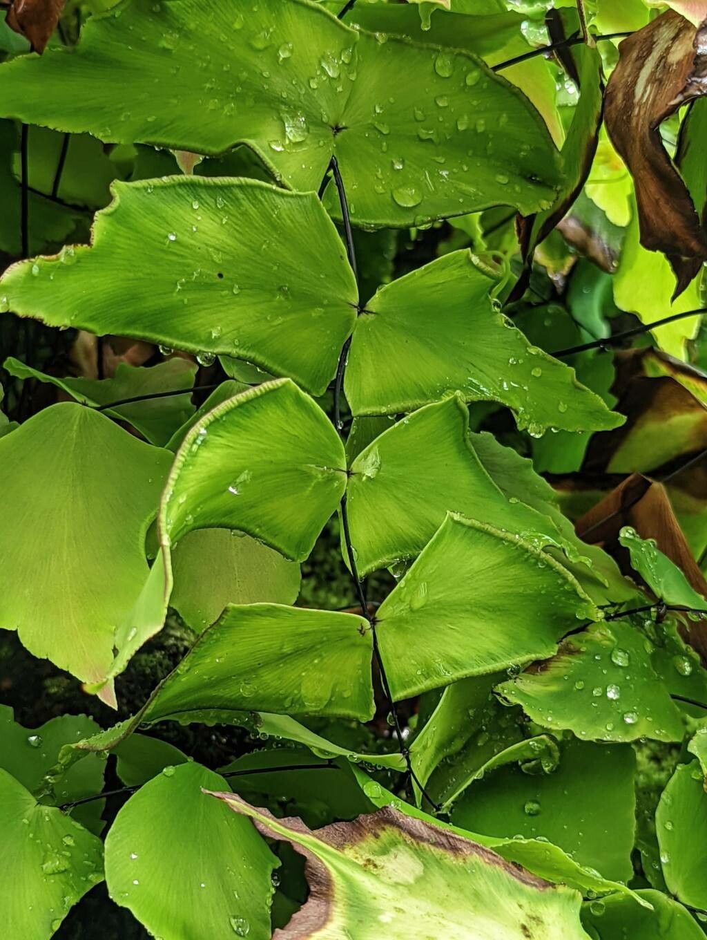 Adiantum macrophyllum