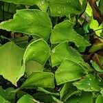 Adiantum macrophyllum