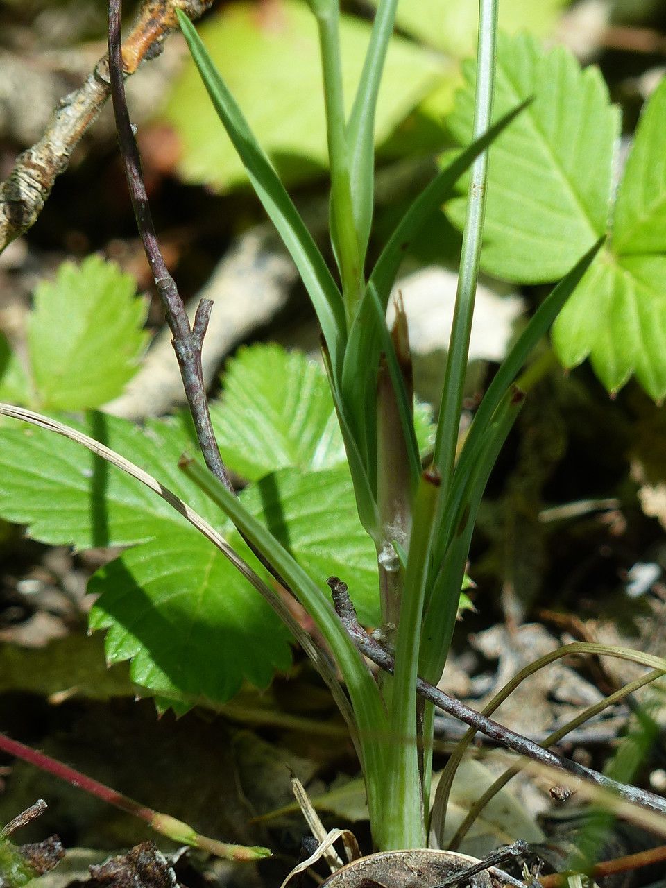 Tragopogon crocifolius — search result for 'Tragopogon'