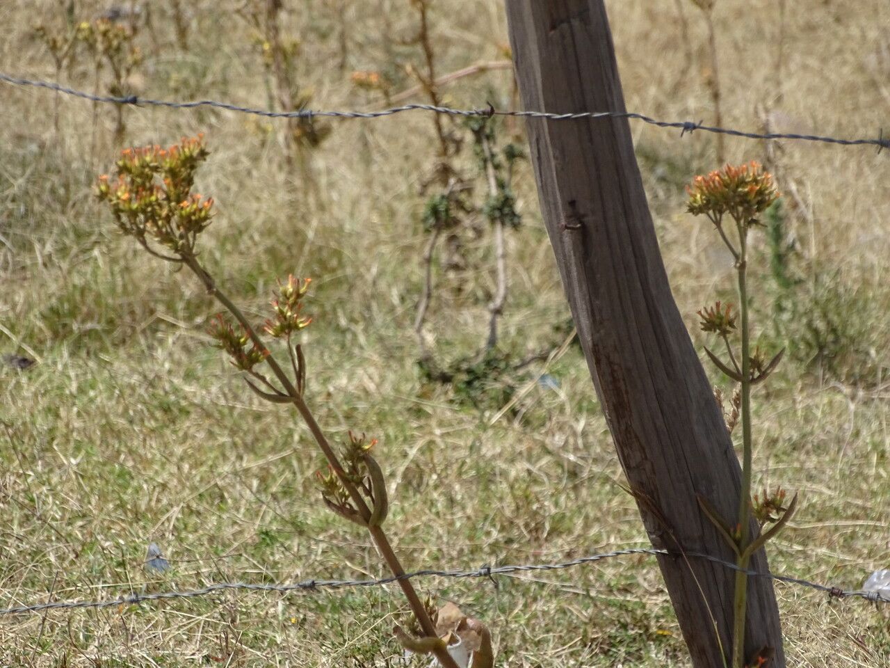 Kalanchoe lanceolata — search result for 'Kalanchoe'