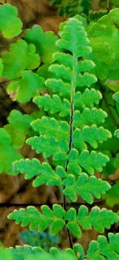 Hemionitis hypoleuca — houseplant care guide