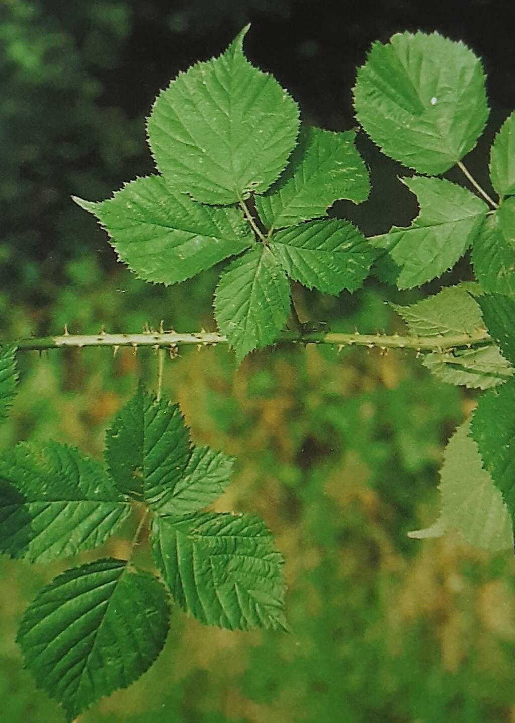 Rubus vaniloquus — houseplant care guide