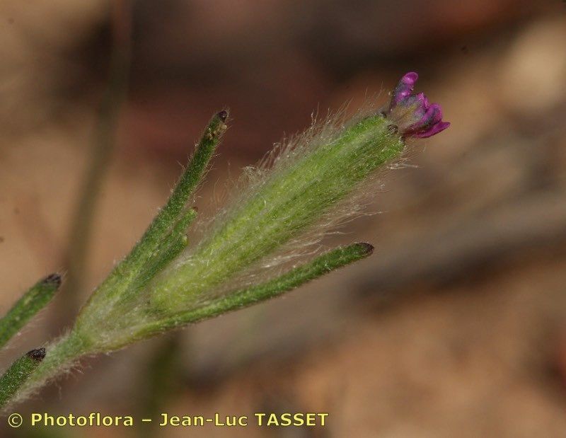 Silene micropetala flower