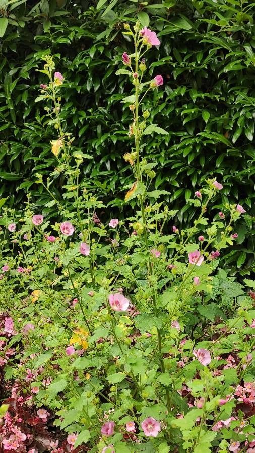 Anisodontea scabrosa habit