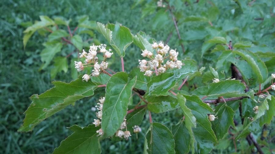 Acer tataricum subsp. ginnala flower