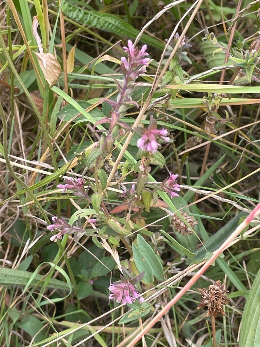 Odontites vernus — search result for 'Orobanchaceae'